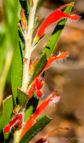 20170730-Red Flower